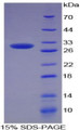 Figure 1. SDS-PAGE