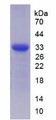 Figure 2. SDS-PAGE