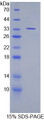 Figure 1. SDS-PAGE