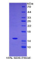 Figure 1. SDS-PAGE