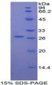 Figure 1. SDS-PAGE