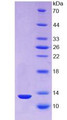 Figure 2. SDS-PAGE