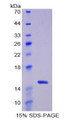 Figure 1. SDS-PAGE