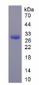 Figure 1. SDS-PAGE