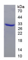 Figure 1. SDS-PAGE