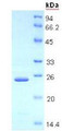 Figure 2. SDS-PAGE