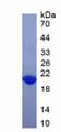 Figure 1. SDS-PAGE