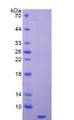 Figure 2. SDS-PAGE