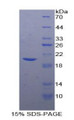 Figure 1. SDS-PAGE