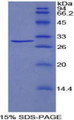 Figure 1. SDS-PAGE