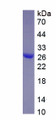 Figure 1. SDS-PAGE