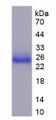 Figure 3. SDS-PAGE