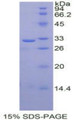 Figure 1. SDS-PAGE