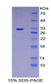 Figure 1. SDS-PAGE