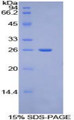 Figure 1. SDS-PAGE