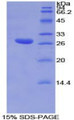 Figure 1. SDS-PAGE