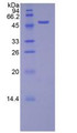 Figure 2. SDS-PAGE