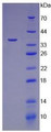 Figure 2. SDS-PAGE