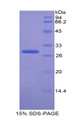 Figure 1. SDS-PAGE