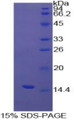 Figure 1. SDS-PAGE