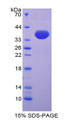 Figure 1. SDS-PAGE