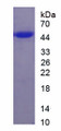 Figure 1. SDS-PAGE