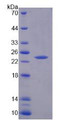 Figure 3. SDS-PAGE