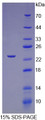 Figure 1. SDS-PAGE