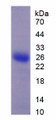 Figure 1. SDS-PAGE