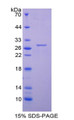 Figure 1. SDS-PAGE