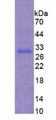 Figure 2. SDS-PAGE