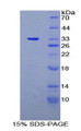 Figure 1. SDS-PAGE