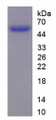 Figure 1. SDS-PAGE