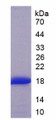 Figure 2. SDS-PAGE