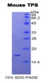 Figure 1. SDS-PAGE