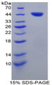 Figure 1. SDS-PAGE