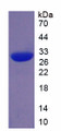 Figure 1. SDS-PAGE