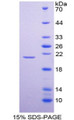 Figure 1. SDS-PAGE