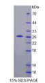 Figure 1. SDS-PAGE