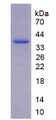 Figure 1. SDS-PAGE