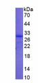 Figure 1. SDS-PAGE