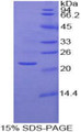 Figure 1. SDS-PAGE