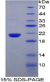 Figure 1. SDS-PAGE