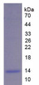 Figure 2. SDS-PAGE