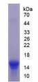 Figure 3. SDS-PAGE