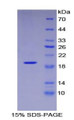 Figure 1. SDS-PAGE