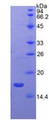 Figure 3. SDS-PAGE