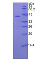 Figure 2. SDS-PAGE