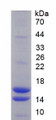 Figure 2. SDS-PAGE