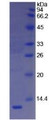 Figure 3. SDS-PAGE